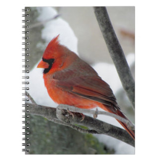 Mannelijke kardinaal in de winter notitieboek