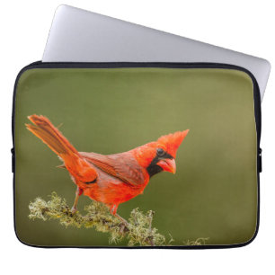 Mannelijke kardinaal op tak laptop sleeve
