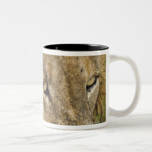 Mannelijke leeuw drink, Greater Kruger National Tweekleurige Koffiemok