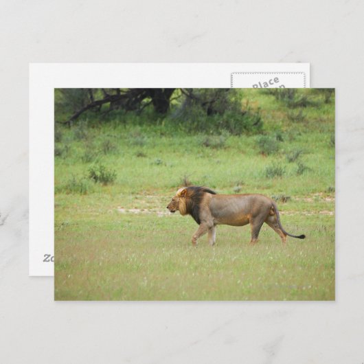 mannelijke leeuw lopen, Panthera leo, Kgalagadi Briefkaart (Voorkant / Achterkant)