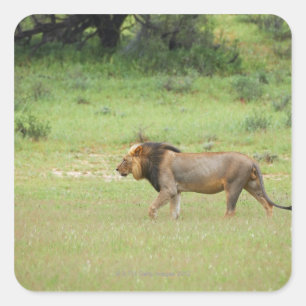 mannelijke leeuw lopen, Panthera leo, Kgalagadi Vierkante Sticker