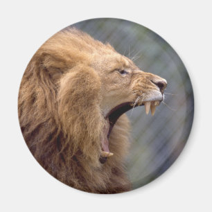 Mannelijke Leeuw Magneet