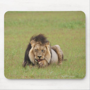 mannelijke leeuw, Panthera leo, die zichzelf schoo Muismat
