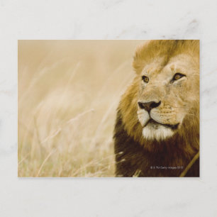 Mannelijke leeuw (Panthera leo) portret, Masai Mar Briefkaart