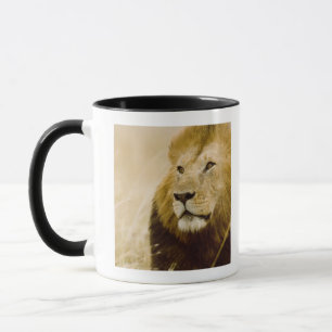 Mannelijke leeuw (Panthera leo) portret, Masai Mar Mok