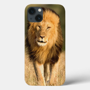 Mannelijke Leeuw Wandelend iPhone 13 Hoesje