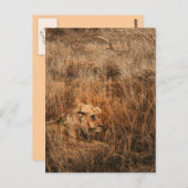 Mannelijke leeuw wilde briefkaarten met veilige di (Voorkant / Achterkant)