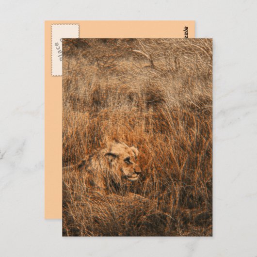 Mannelijke leeuw wilde briefkaarten met veilige di (Voorkant / Achterkant)