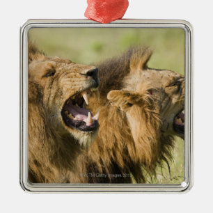 Mannelijke leeuwenkoping, Greater Kruger National Metalen Ornament