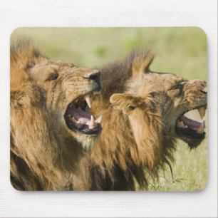 Mannelijke leeuwenkoping, Greater Kruger National Muismat