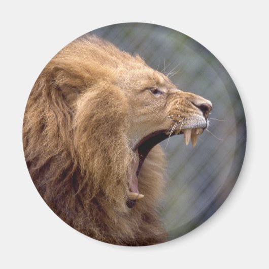 Mannelijke lion magneet (Voorkant)