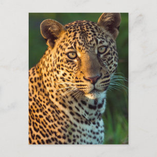 Mannelijke luipaard (Panthera Pardus) Volgroeid jo Briefkaart