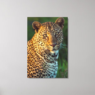 Mannelijke Luipaard (Panthera Pardus) Volgroeid Jo Canvas Afdruk