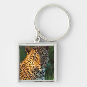 Mannelijke luipaard (Panthera Pardus) Volgroeid jo Sleutelhanger