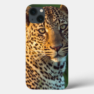 Mannelijke Luipaard (Panthera Pardus) Volgroeid We iPhone 13 Hoesje