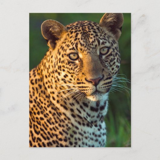 Mannelijke luipaard (Panthera Pardus) volgroeide k Briefkaart (Voorkant)