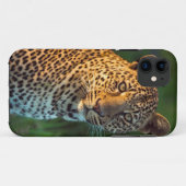 Mannelijke luipaard (Panthera Pardus) volgroeide k Case-Mate iPhone Case (Achterkant (horizontaal))