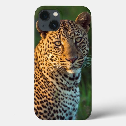 Mannelijke luipaard (Panthera Pardus) volgroeide k Case-Mate iPhone Case (Achterkant)