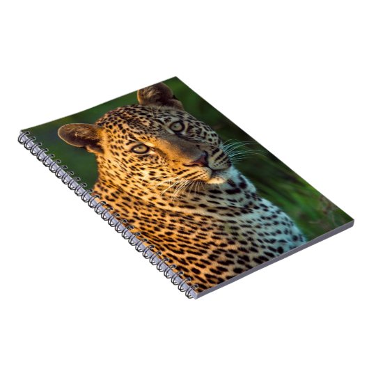 Mannelijke luipaard (Panthera Pardus) volgroeide k Notitieboek (Rechterzijde)