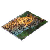 Mannelijke luipaard (Panthera Pardus) volgroeide k Notitieboek (Linkerzijde)