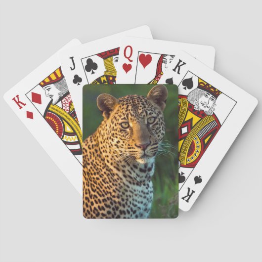 Mannelijke luipaard (Panthera Pardus) volgroeide k Speelkaarten (Achterkant)