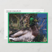 Mannelijke Mallard Duck Briefkaart #2 (Voorkant / Achterkant)