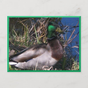 Mannelijke Mallard Duck Briefkaart #2