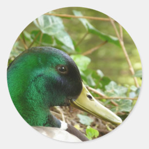 Mannelijke Mallard Duck Head Sticker