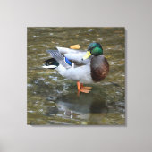 Mannelijke Mallard Duck in Creek Wrapped Canvas Pr (Voorkant)