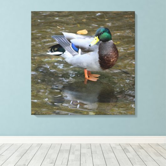 Mannelijke Mallard Duck in Creek Wrapped Canvas Pr (Insitu (Houten vloer))