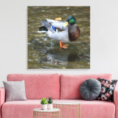 Mannelijke Mallard Duck in Creek Wrapped Canvas Pr (Insitu (Woonkamer))