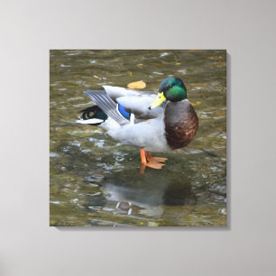 Mannelijke Mallard Duck in Creek Wrapped Canvas Pr Afdruk