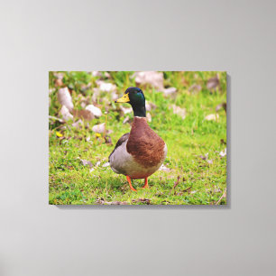 Mannelijke Mallard Duck Kleurrijke Canvas Print