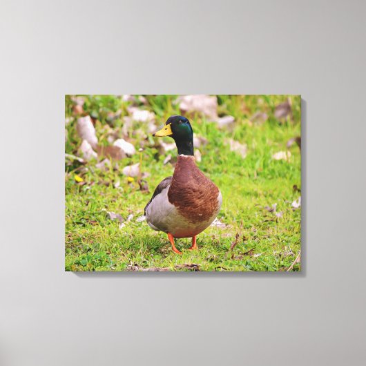 Mannelijke Mallard Duck Kleurrijke Canvas Print (Voorkant)