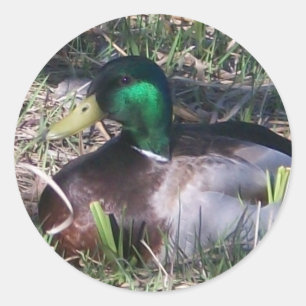 Mannelijke Mallard Duck Stickers