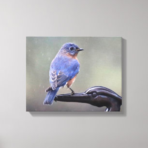 Mannelijke Oostelijke Blauwvogel in de Regen Canvas Afdruk