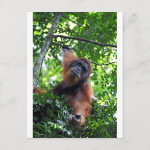 Mannelijke orangutaan in het regenwoud van het nes briefkaart