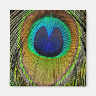 Mannelijke paardenstaartwaren magneet