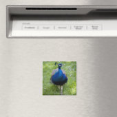 Mannelijke pauw (Pavo cristatus) Magneet (Insitu (Vaatwasser))