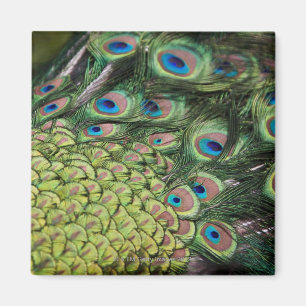 Mannelijke pauw (Pavo cristatus) met staart Magneet