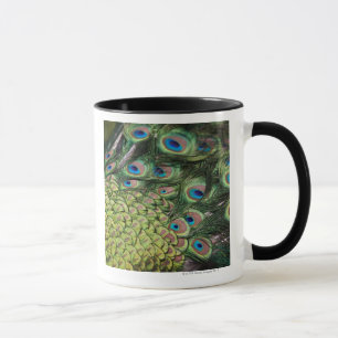Mannelijke pauw (Pavo cristatus) met staart Mok