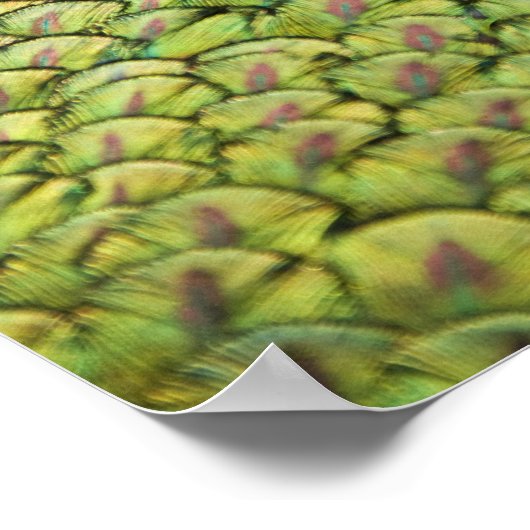 Mannelijke pauw (Pavo cristatus) met staart Poster (Hoek)