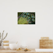 Mannelijke pauw (Pavo cristatus) met staart Poster (Keuken)