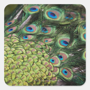 Mannelijke pauw (Pavo cristatus) met staart Vierkante Sticker