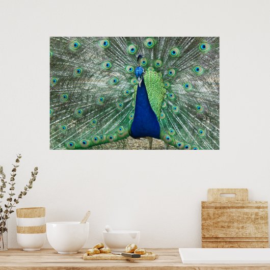 Mannelijke Poster Peacock (Keuken)