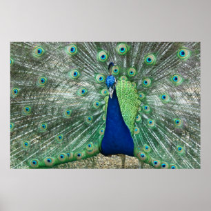 Mannelijke Poster Peacock