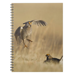 Mannelijke prairiehoenders bij lek in Loup County Notitieboek