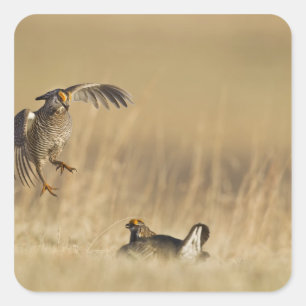 Mannelijke prairiehoenders bij lek in Loup County Vierkante Sticker