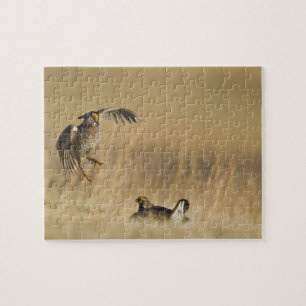 Mannelijke prairiehoenders op lek in Loup County Legpuzzel