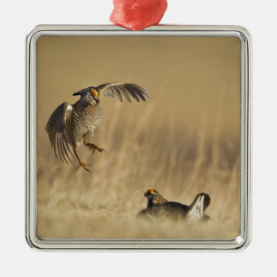 Mannelijke prairiehoenders op lek in Loup County Metalen Ornament